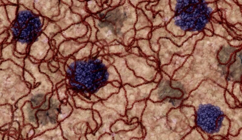 Insulin production and type 1 diabetes animation demonstration still