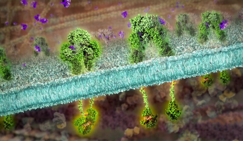 Insulin receptors descending into the interior of a cell