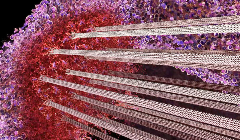 Visualisation of the kinetochore protein complex on a mitotic chromosome.