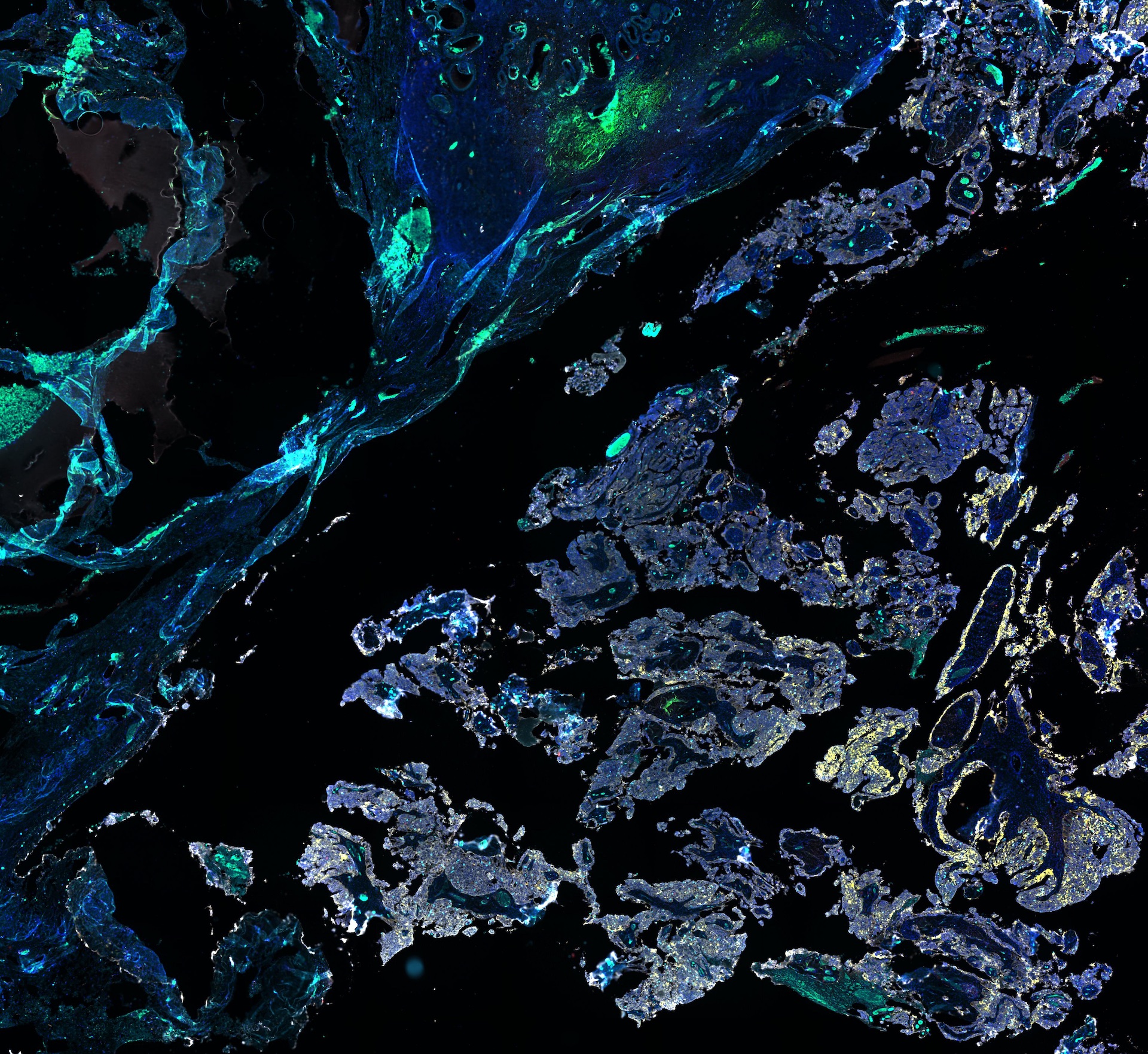 Light in the dark - Kristy Shield-Artin, Suzan Sam Art of Science submission
