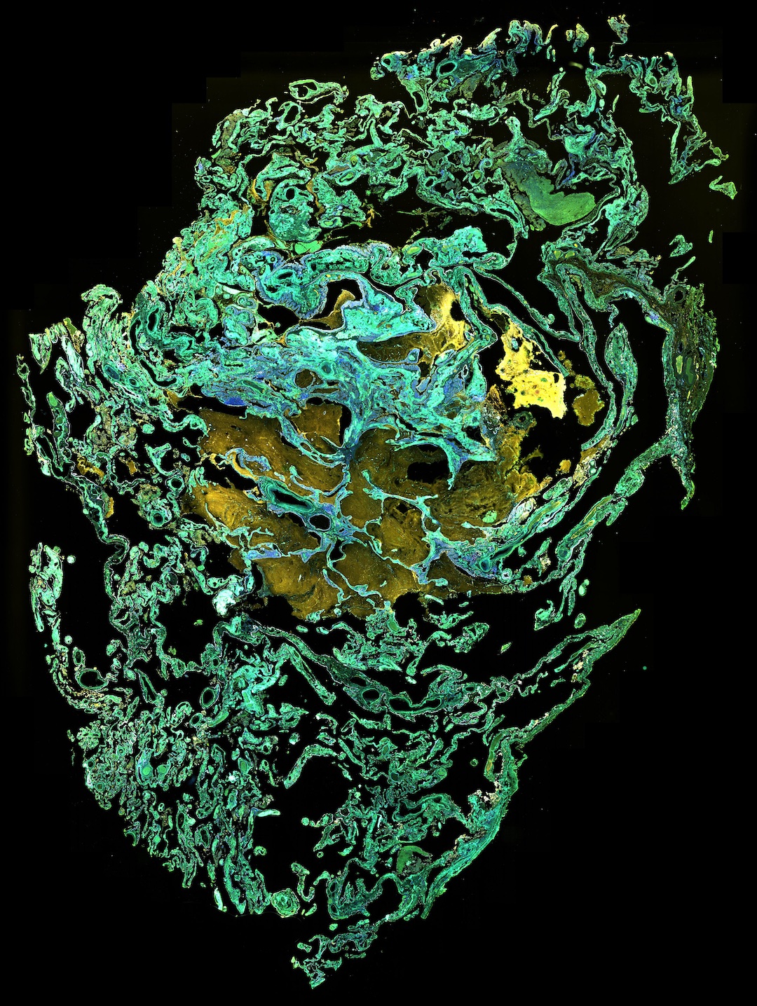 Against the grain - Kristy Shield-Artin, Suzan Sam Art of Science submission