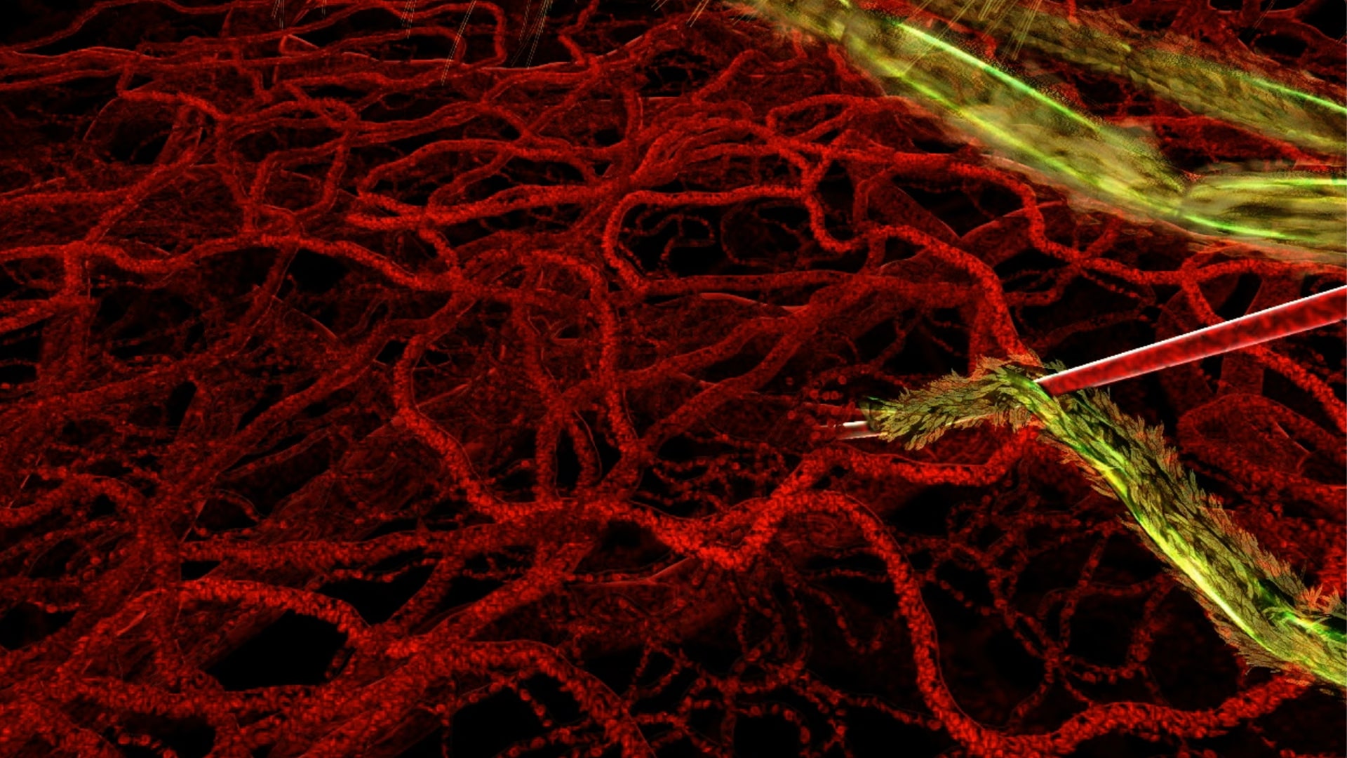 Malaria lifecycle in a human host animation visualisation still