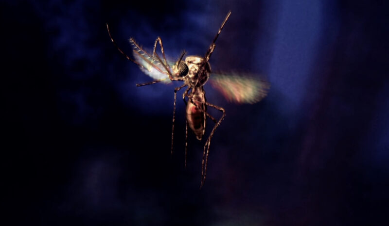Malaria lifecycle animation still of a mosquito