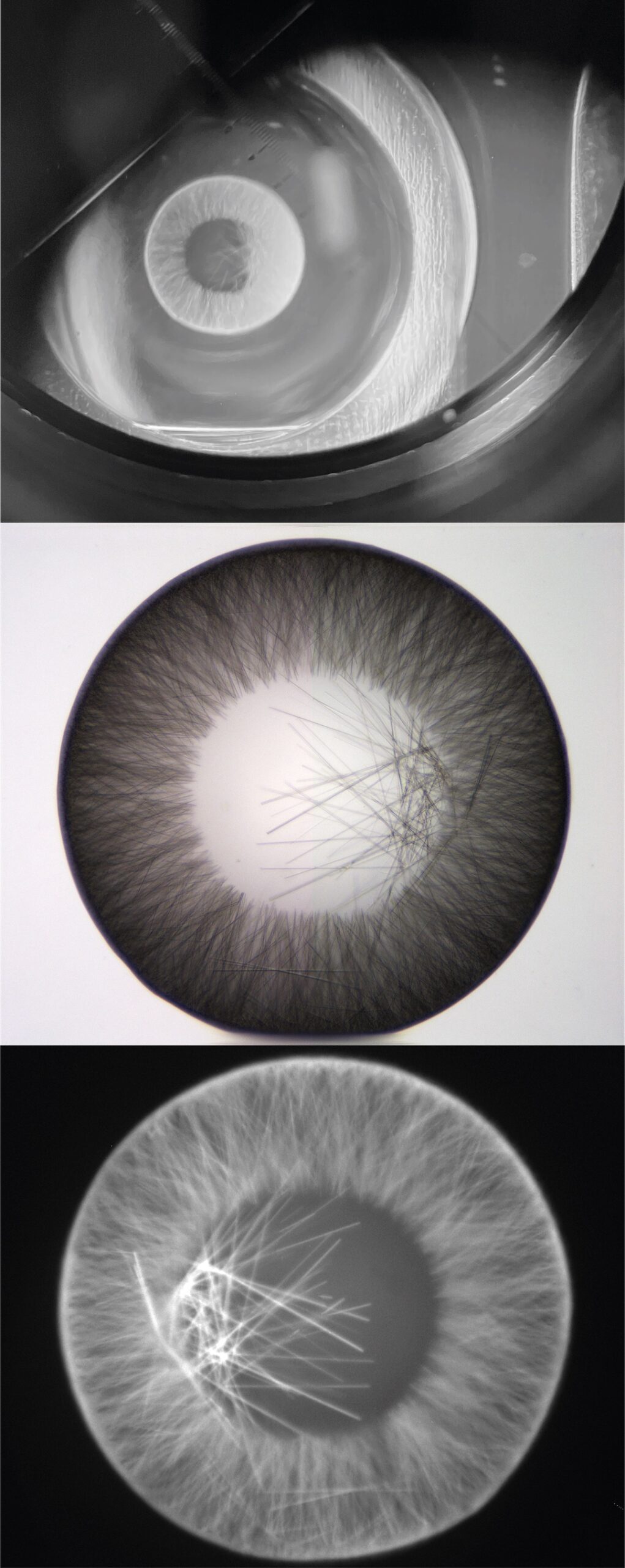 Keep an eye out - Melanie Dietrich's Art of Science submission