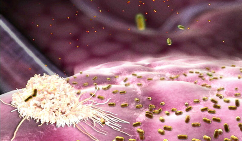 Illustration of the neutrophil white blood cell encountering a bacteria infection.