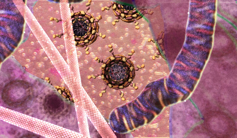 A model of a nuclear pore gateway to the interior of the nucleus.
