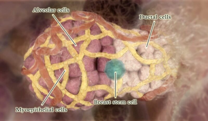Origin of breast cancer animation still