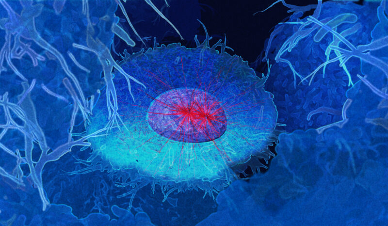 A cell about to undergo mitosis with microtubule spindle assembly and migration.