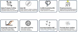 Proteomic workflow diagram
