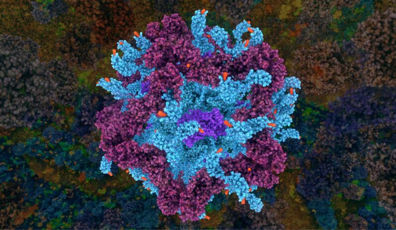 A pyruvate dehydrogenase complex made up of three different enzymes