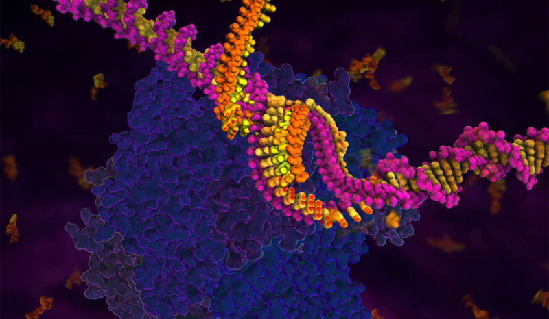 RNA polymerase enzyme.