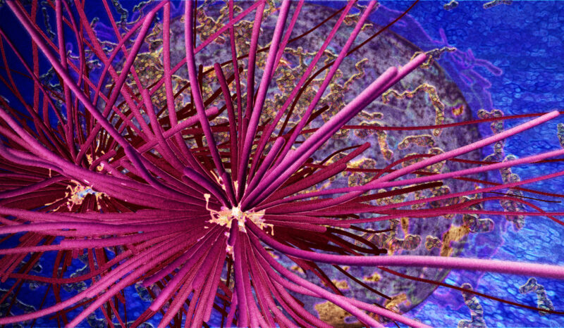 Mitotic spindle of a prophase cell.