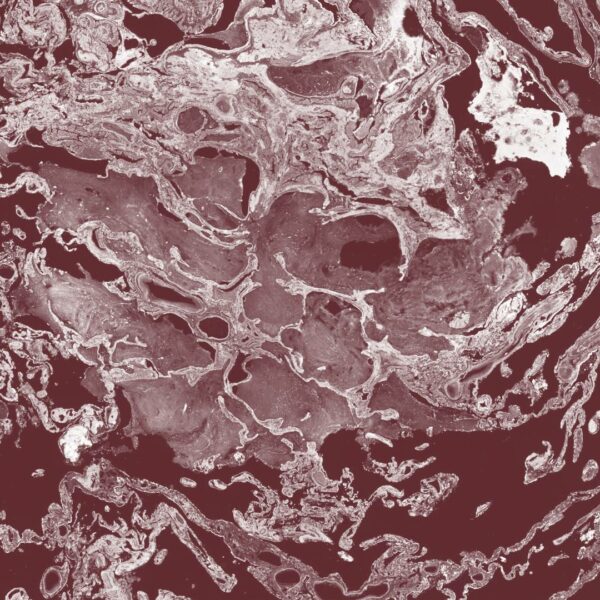 Illuminate Spring decorative image