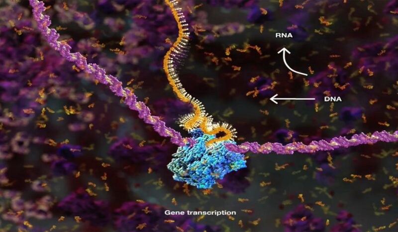 Genetic transcription of a gene into a protein