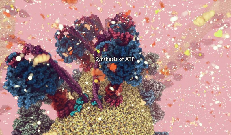 Rows of molecular motors generating ATP enzymes