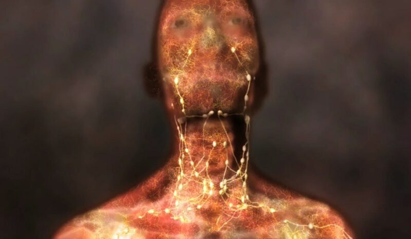 The immune system visualisation in human animation