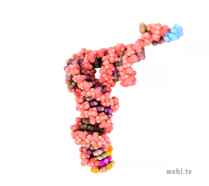 Ribosome Engaging Animated GIF WEHI TV Ribosome Engaging Animated GIF WEHI TV