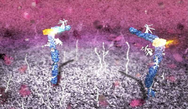 Colony Stimulating Factor (yellow) receptor mechanism