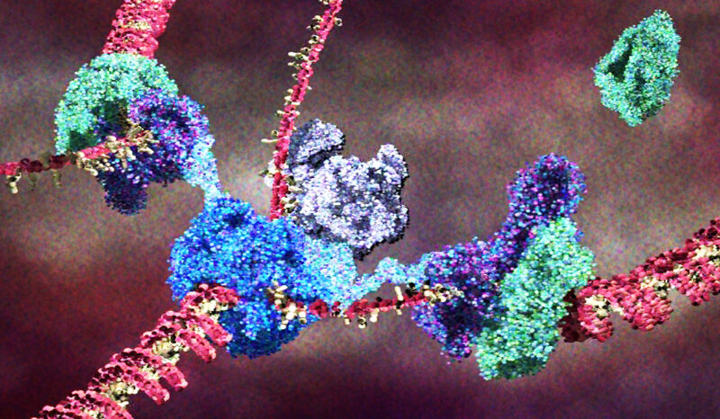 Visualisation of proteins replicating the DNA genome.