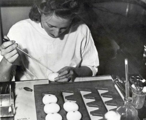 Burnet’s assistant Marie McPherson inoculating eggs with virus