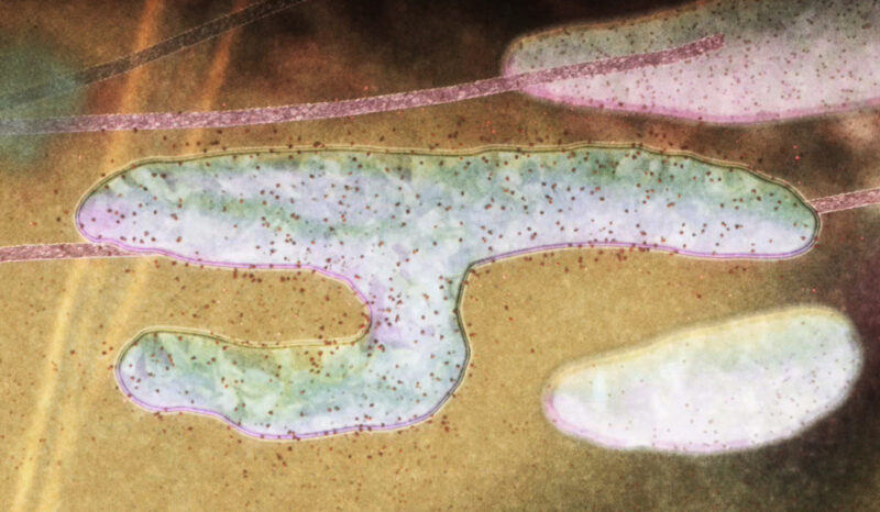 Cellular representation of mitochondria