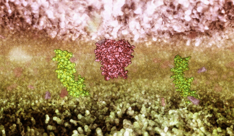 Green and pink cell receptors waiting for apoptosis signal.