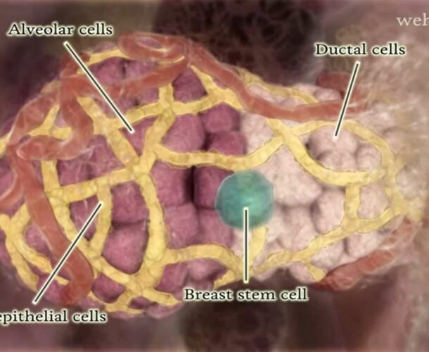 Diagram of breast stem cells