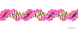 Animation of the unzipping of a colourful DNA molecule to reveal the letters of the genetic code