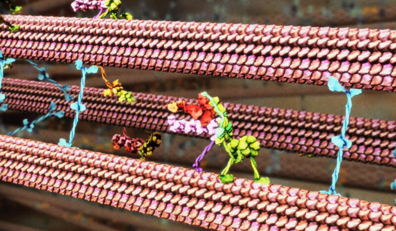 Illustration of the molecular motors involved with transport along the mitotic spindle.