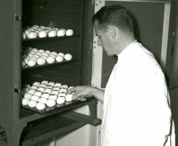 Dr W J B Beveridge checking eggs in the incubator.