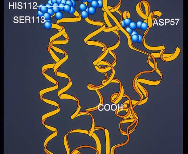 Our researchers discover the cytokine LIF, shown here as a yellow and blue molecular structure.