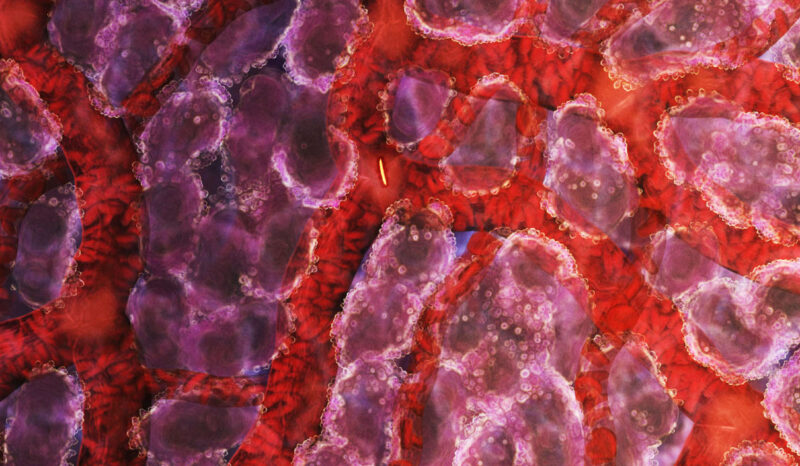 Illustration of a malaria sporozoite (green) migrating through the bloodstream of the liver.