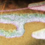Mitochondria animation still