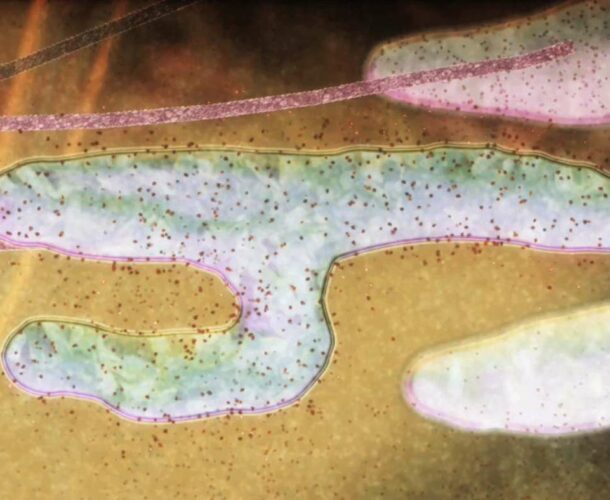 Mitochondria animation still