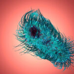 An aqua coloured tuberculosis bacteria cell