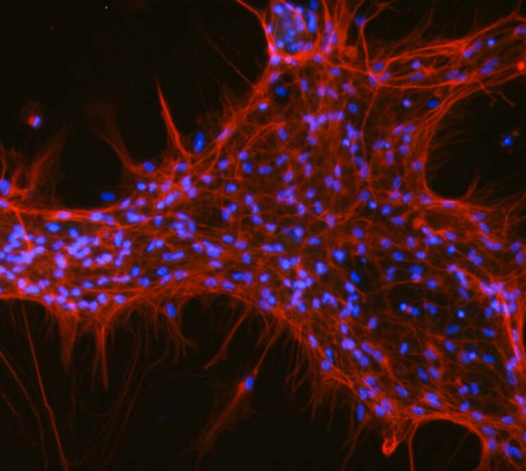 Colourful scientific image from Art of Science 2023