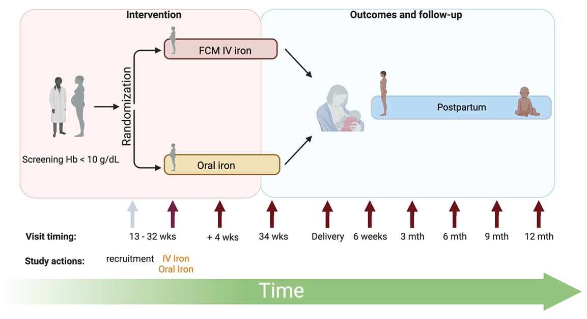 Schema of iron interventions, outcomes and follow-up