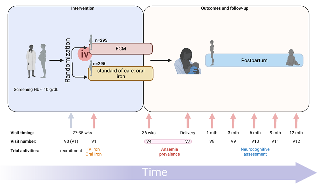 Schema of anaemia iron clinical study