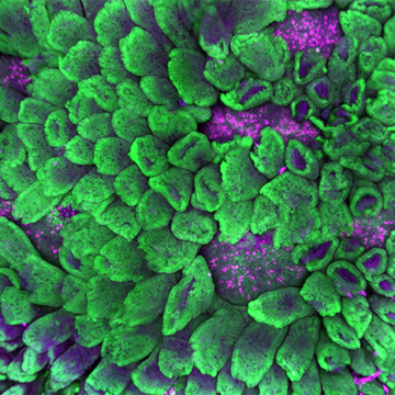 Microscope-level view of cells in the intestine, coloured in vibrant green. Microfold cells are shown in purple.