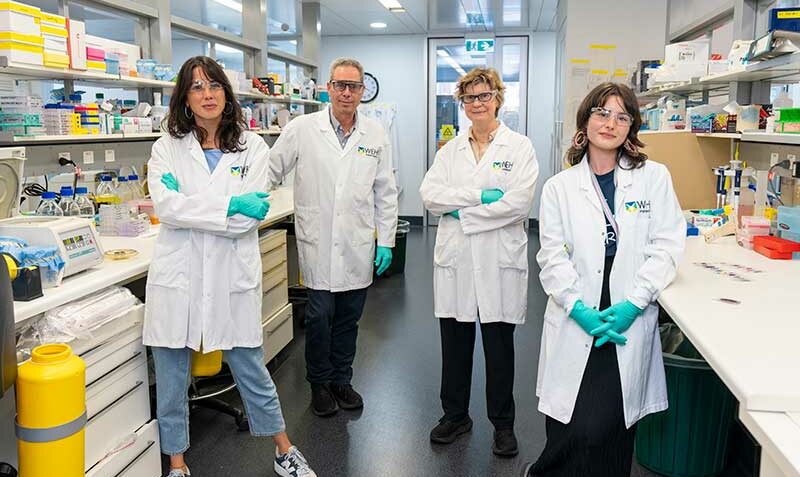 L-R: Dr Rosa Pascual, Professor Geoff Lindeman, Professor Jane Visvader, and Dr Rachel Joyce. Credit: WEHI
