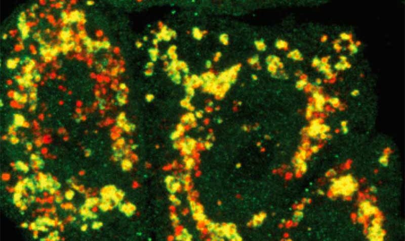 This image shows a mutated form of PINK1 was needed to allow KTP to bind. The red colour marks out the mitochondria and the green colour is a marker showing that mitochondrial clean-up is taking place.