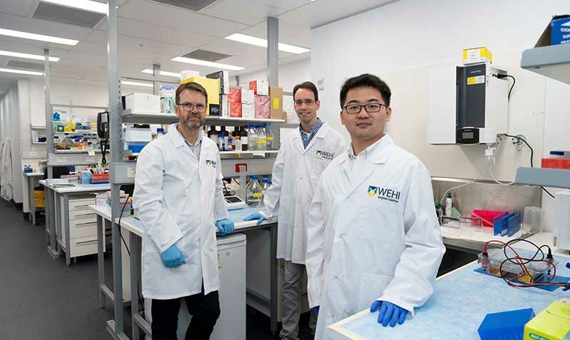 L-R: Professor Peter Gibbs, Associate Professor Oliver Sieber and Dr Tao Tan. Credit: WEHI