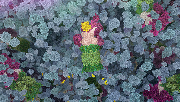 Still image from The Proteasome animation