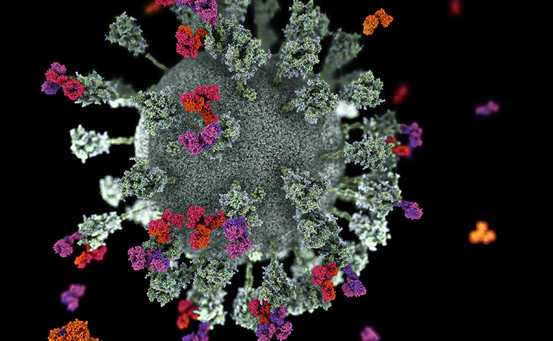 Antibodies binding to the spike proteins on the surface of the SARS-CoV-2 virus, breaking the infection cycle.