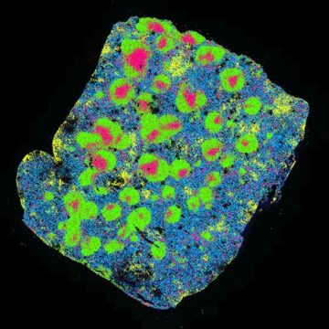 A colourful blue and green biological sample is visible against a black background, captured by the MERSCOPE platform