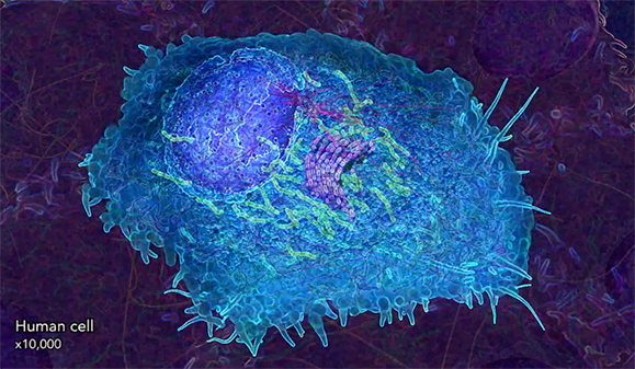 Still image from an animation, visualising a human cell