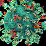COVID-19 is caused by the SARS-CoV-2 virus. This image shows antibodies (shown in orange and purple) binding to ‘spike proteins’ on the surface of SARS-CoV-2 virus (shown in teal and yellow). Spike proteins are critical for SARS-CoV-2 to enter human cells, and this can be blocked by specific antibodies – breaking the infection cycle. Credit: WEHI