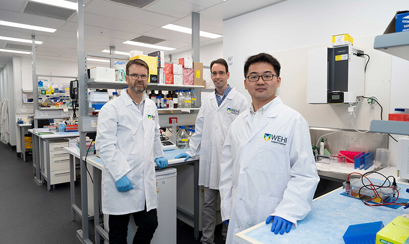 Professor Peter Gibbs, Associate Professor Oliver Sieber, Dr Tao Tan photographed in a laboratory.