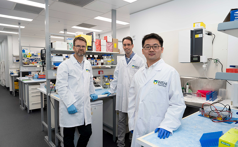 Professor Peter Gibbs, Associate Professor Oliver Sieber, Dr Tao Tan photographed in a laboratory. 