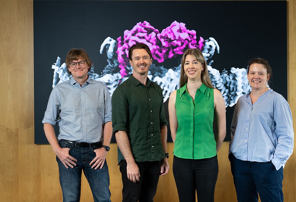 L to R: Professor David Komander, Dr Nicholas Kirk, Dr Sylvie Callegari, Dr Alisa Glukhova